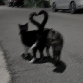 Lovefooll