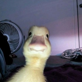 Normalbirinsanxd