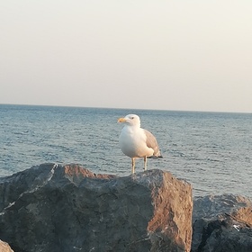 Teslayıldızı