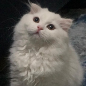kedymiş