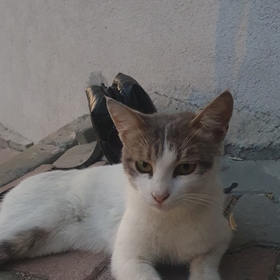Gizliüye3460
