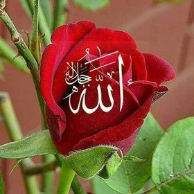 Fatima_Gülhan