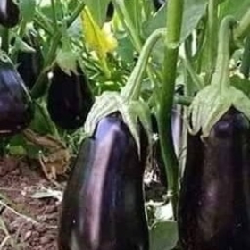 eyüpbacakli