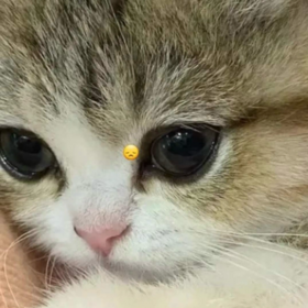 cahilavakado