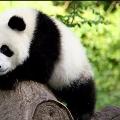 tuzlupanda