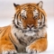Hard_Tiger