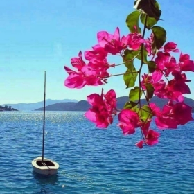serenaybak