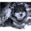 mavi_1_ruya