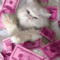 pinkkeles