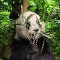mutsuzpanda