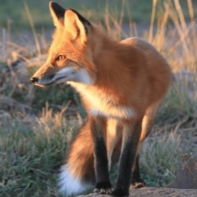 alittlefox