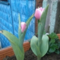 uyuz01gıcık06