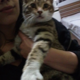 godofcats