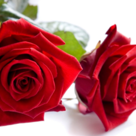 roseaskolar