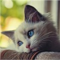 gizemlimlk