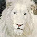 White_LEON
