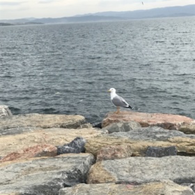 inekogrenci