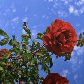 azramm92