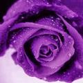dnzdnz90