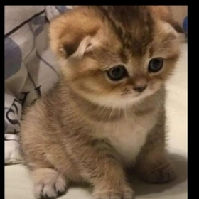 Tulayy53