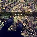 xdarkish