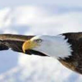 agrili34