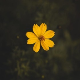 BugraMosu