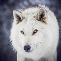 brave_girll