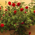 ebrar_00