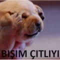 meraklı12356