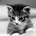 dreamer0