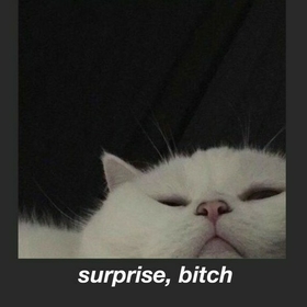meow_hello