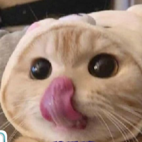 MadamsuReiss