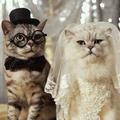 NESBA