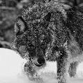 Azeri_Wolf_Man