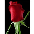 caner_nefi