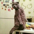 kubraakocakk52