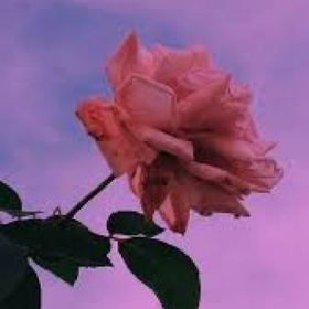 Hiera_queen
