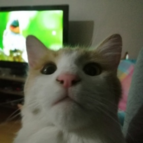mehmetreis8
