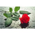 fatma26