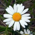 kumralgillerden