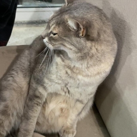 SeymaMinel
