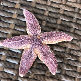 EslemElfin