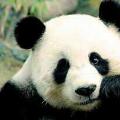 Zeynepanda