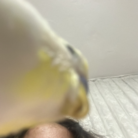 gulmuyorm