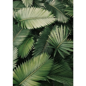 hawaii_5