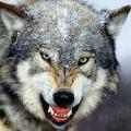 grey_wolf