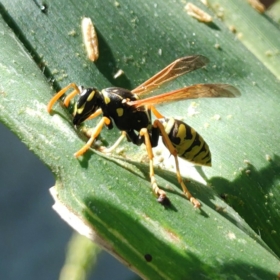 YatanBoğa