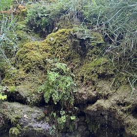 Helenora