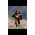 blackangel009